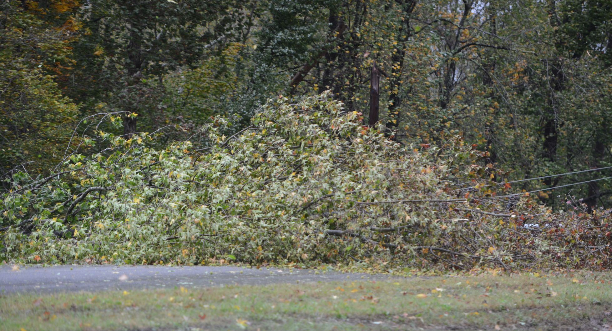 Tree blocks road in Danville